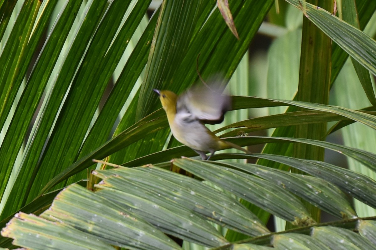 Tangara Negriamarilla - ML643941995