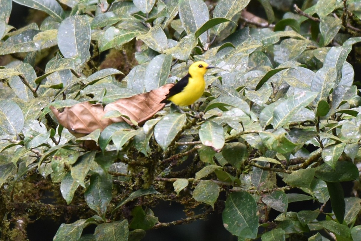 Tangara Negriamarilla - ML643942000