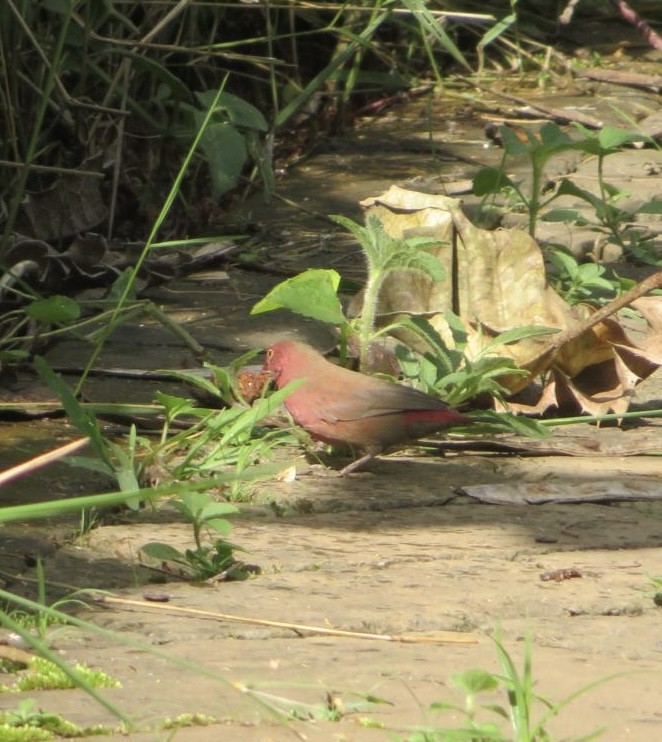 Red-billed Firefinch - ML643942010