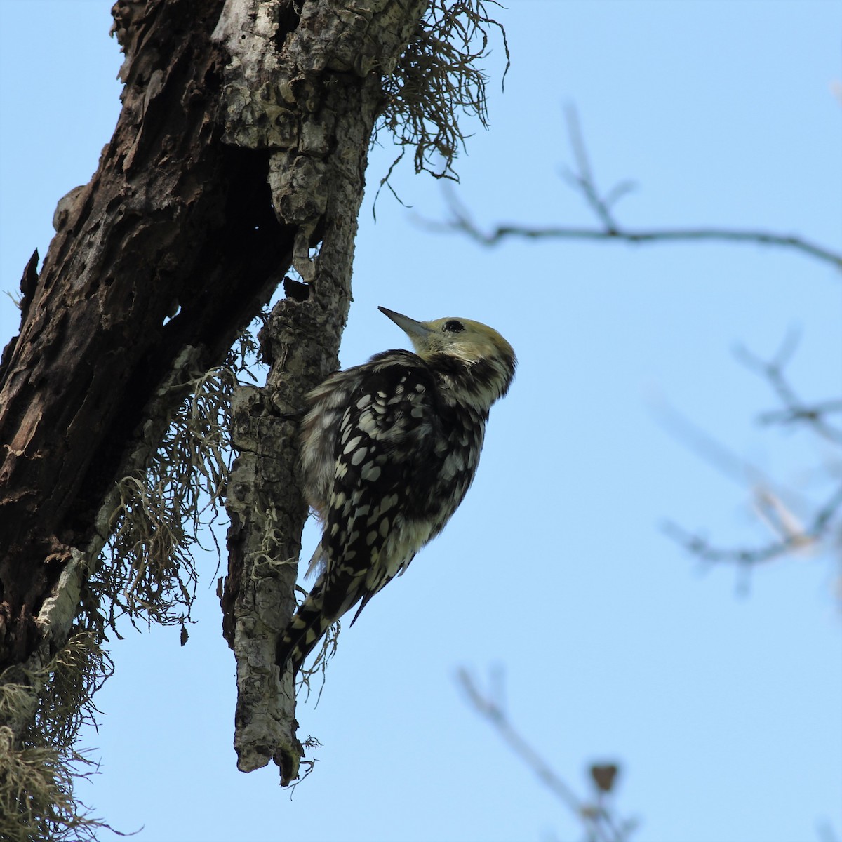Yellow-crowned Woodpecker - Ferenc Domoki