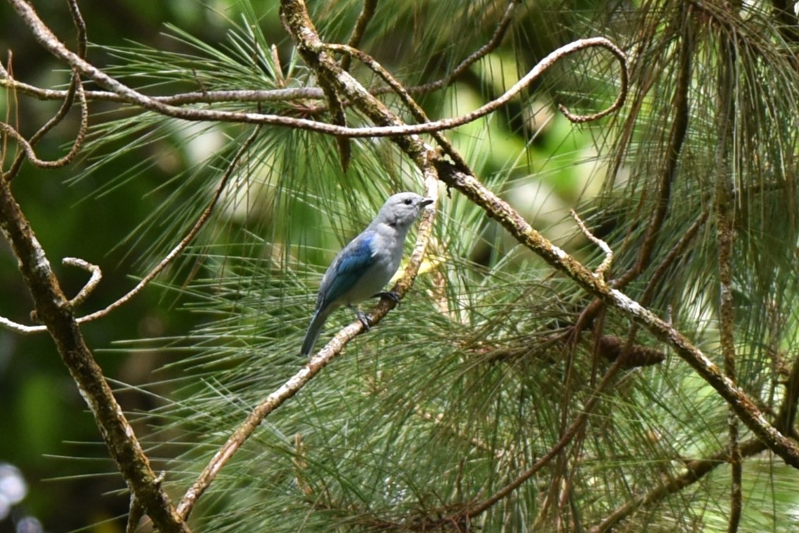 Tangara évêque - ML643942019