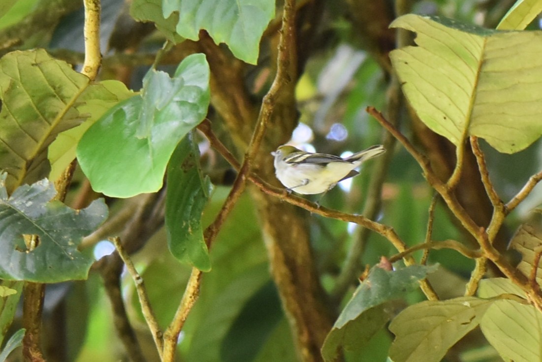 Chestnut-sided Warbler - ML643942035