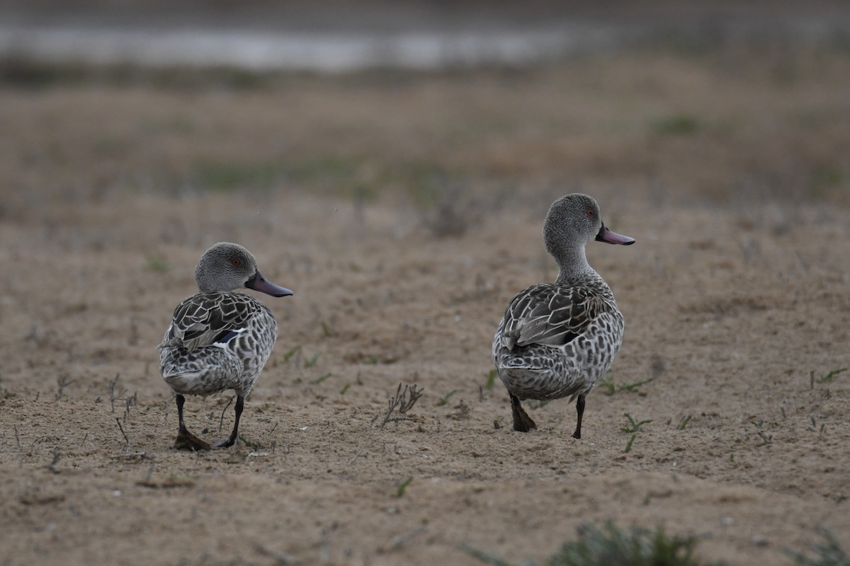 アカハシコガモ - ML643942040