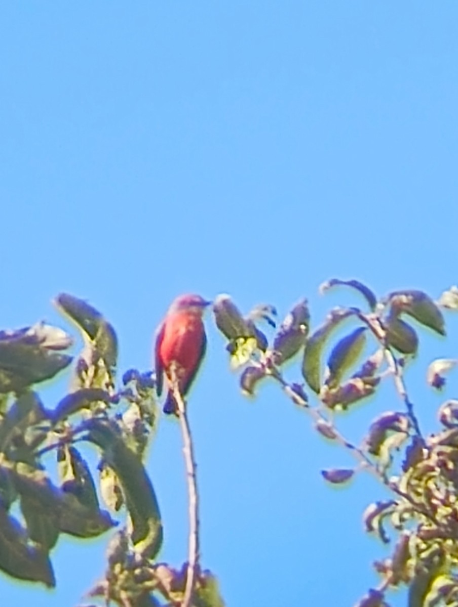 Vermilion Flycatcher - ML643942070
