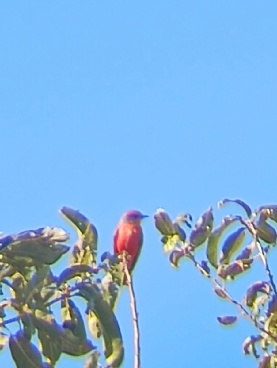 Vermilion Flycatcher - ML643942071