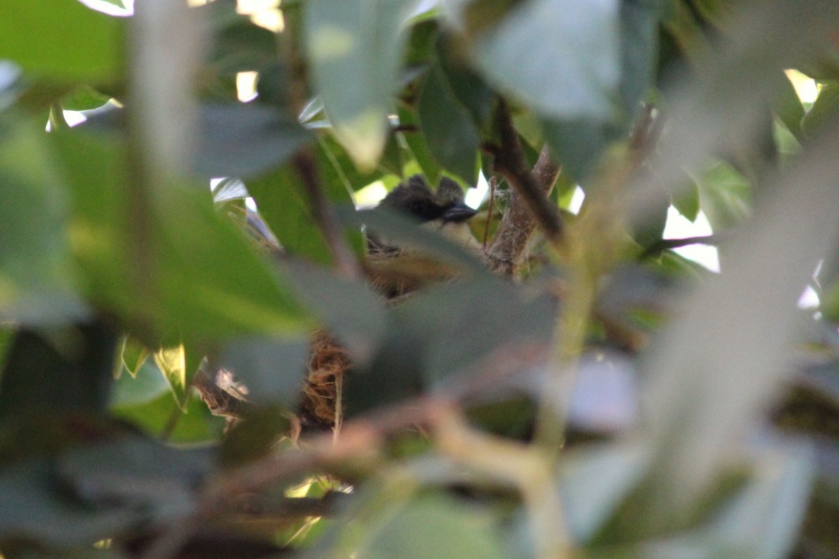 Cinereous Warbling Finch - ML643942073