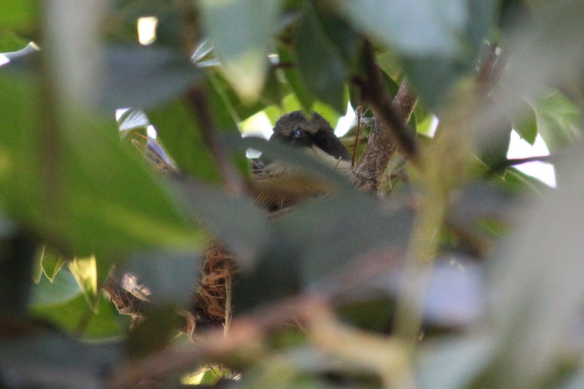 Cinereous Warbling Finch - ML643942074