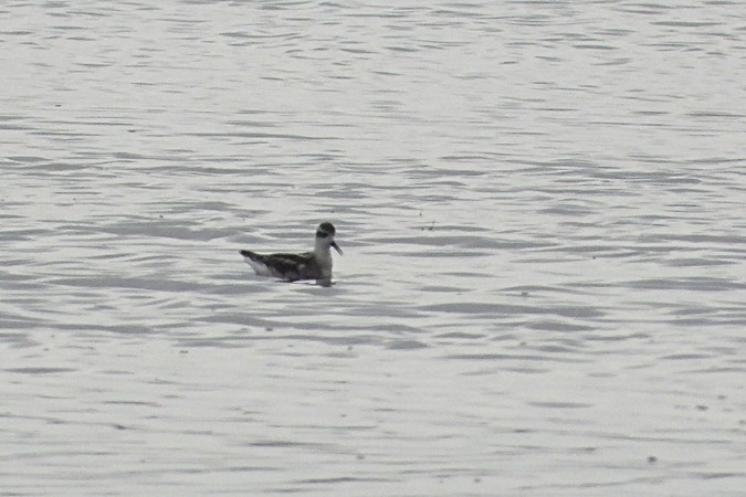 lyskonoh úzkozobý - ML643942089