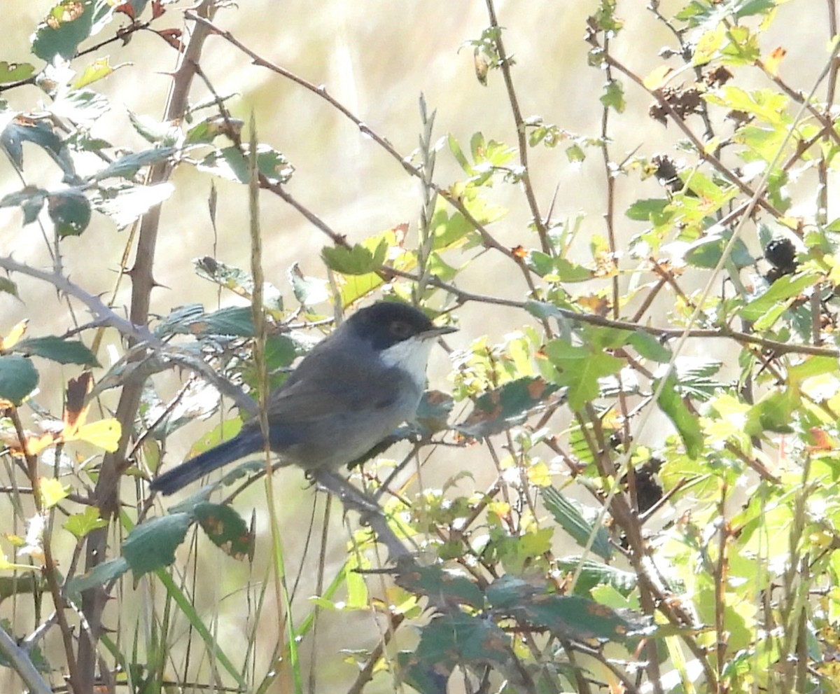 Sardinian Warbler - ML643942098