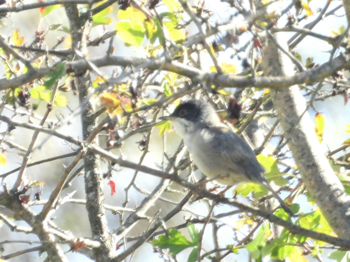 Sardinian Warbler - ML643942110