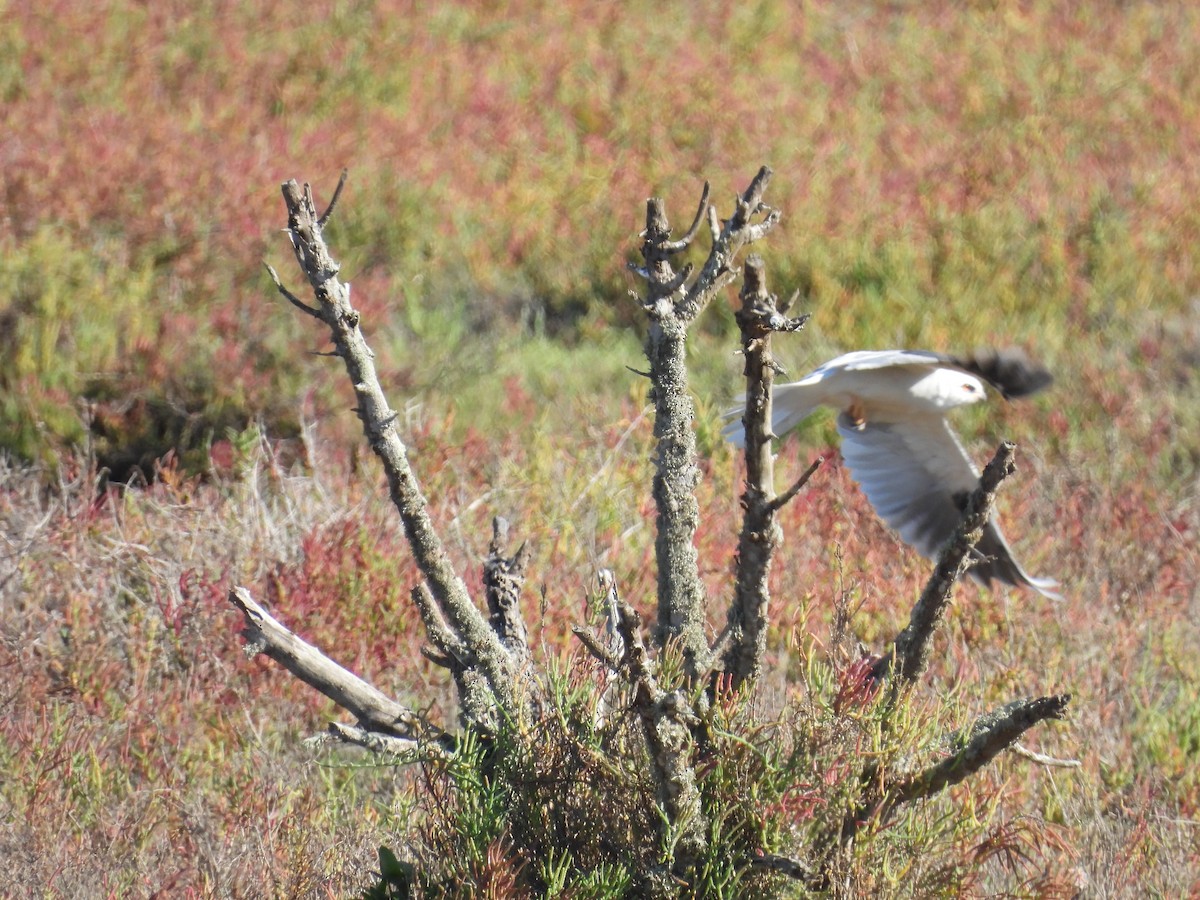 White-tailed Kite - ML643942120