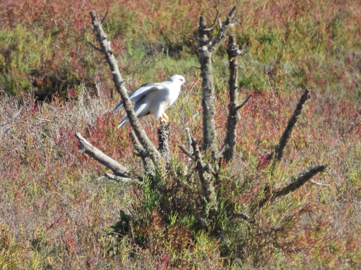 White-tailed Kite - ML643942122