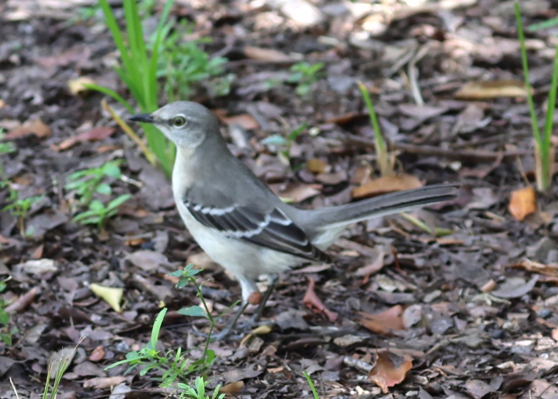 sangspottefugl - ML643942127