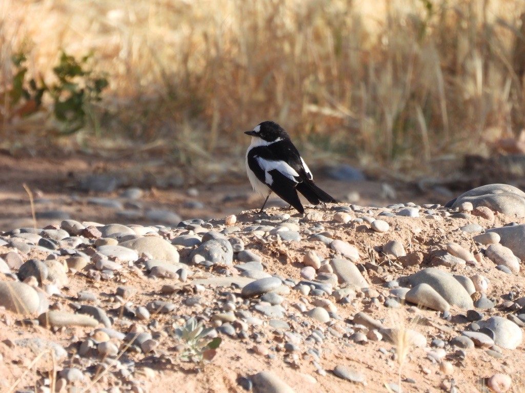 Atlas Flycatcher - ML643942142