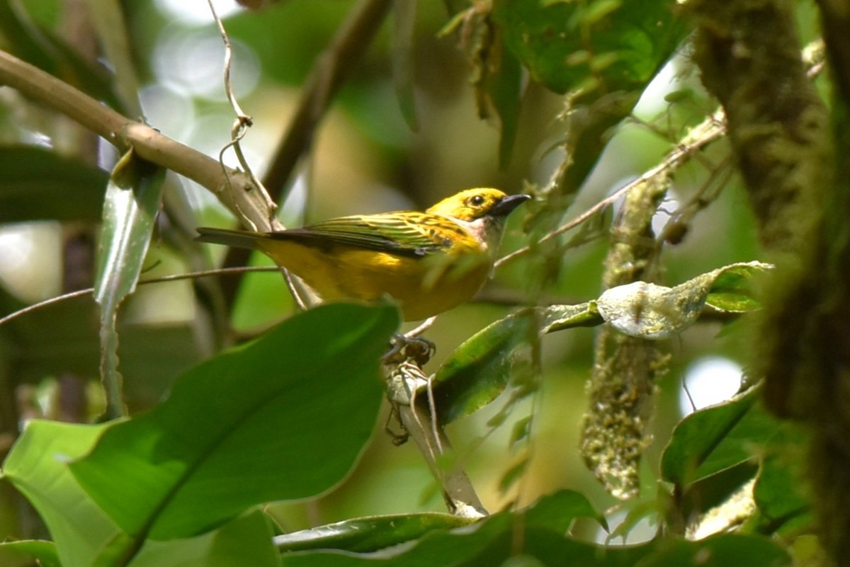 Silver-throated Tanager - ML643942143