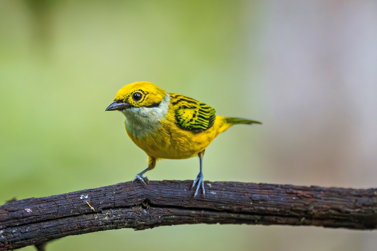 Silver-throated Tanager - ML643942146