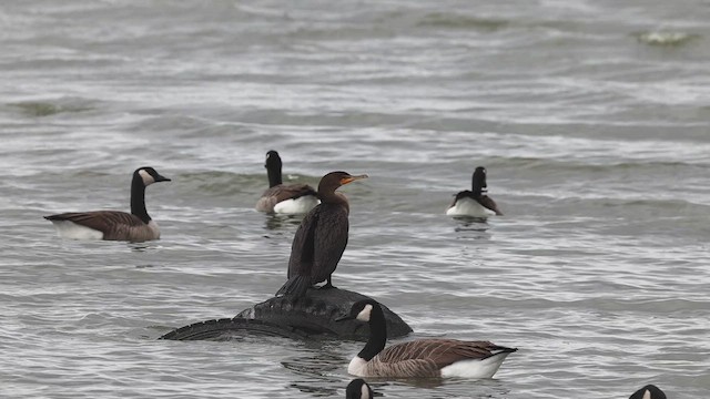 Double-crested Cormorant - ML643942168
