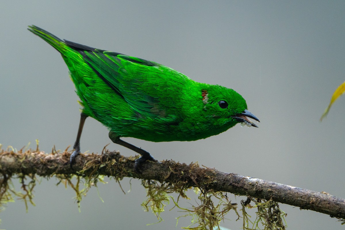 Glistening-green Tanager - ML643942169