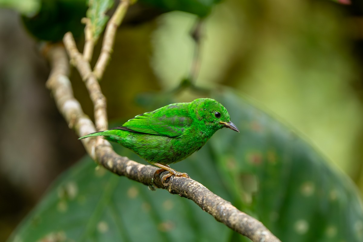 Glistening-green Tanager - ML643942176