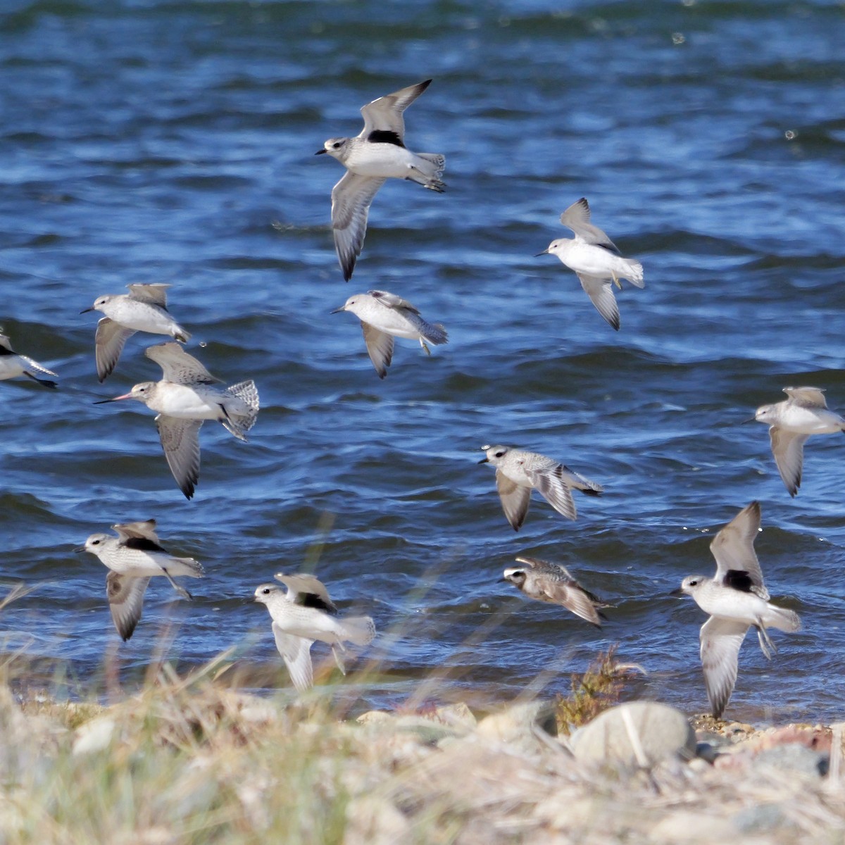 American Golden-Plover - ML643942178