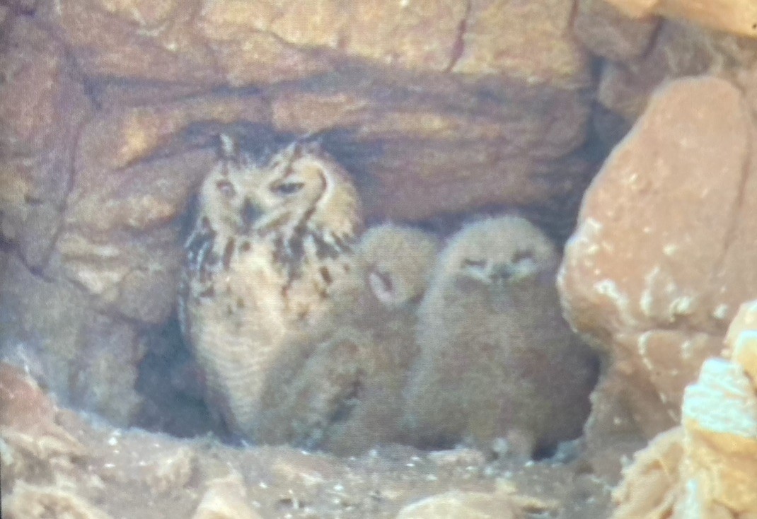 Pharaoh Eagle-Owl - ML643942207