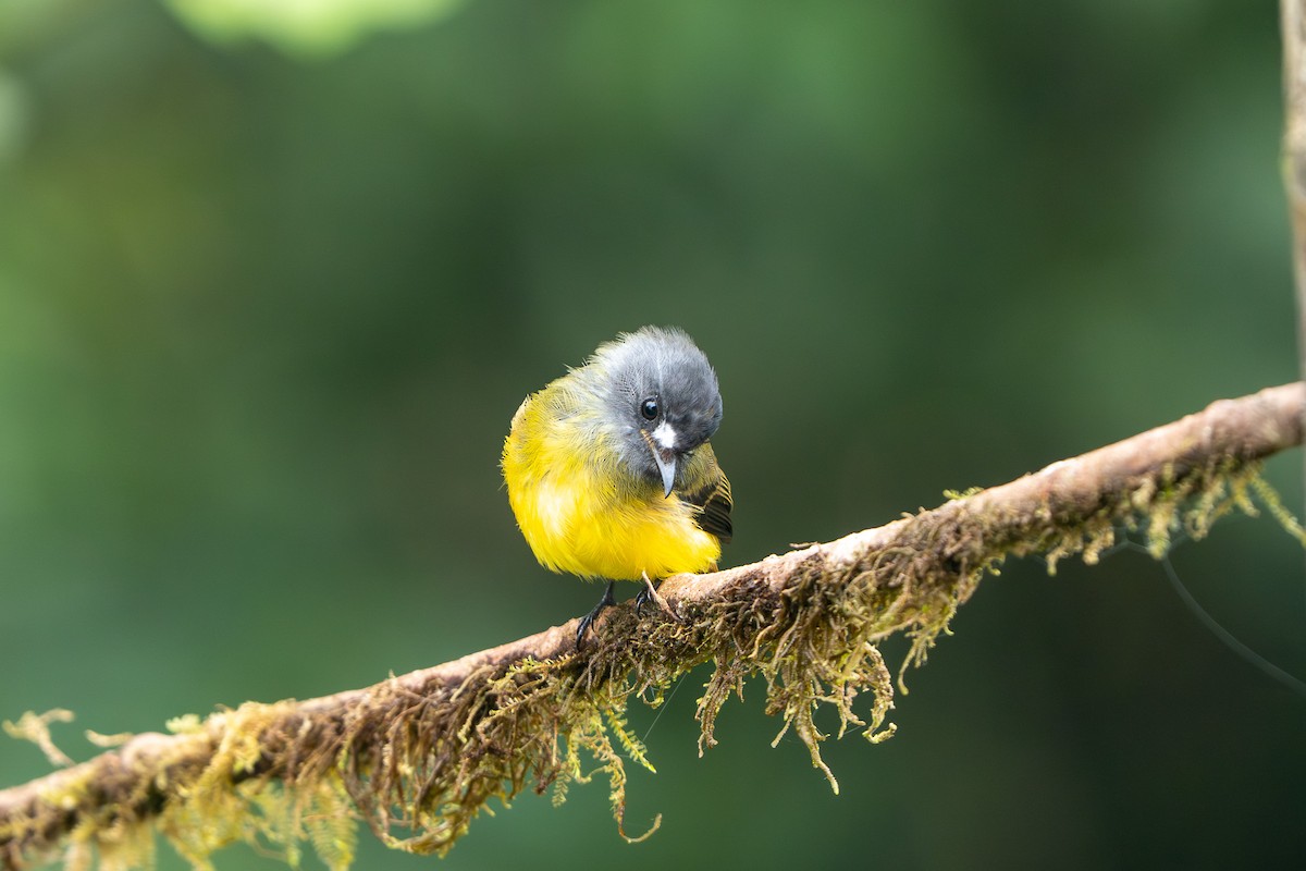 Ornate Flycatcher - ML643942208