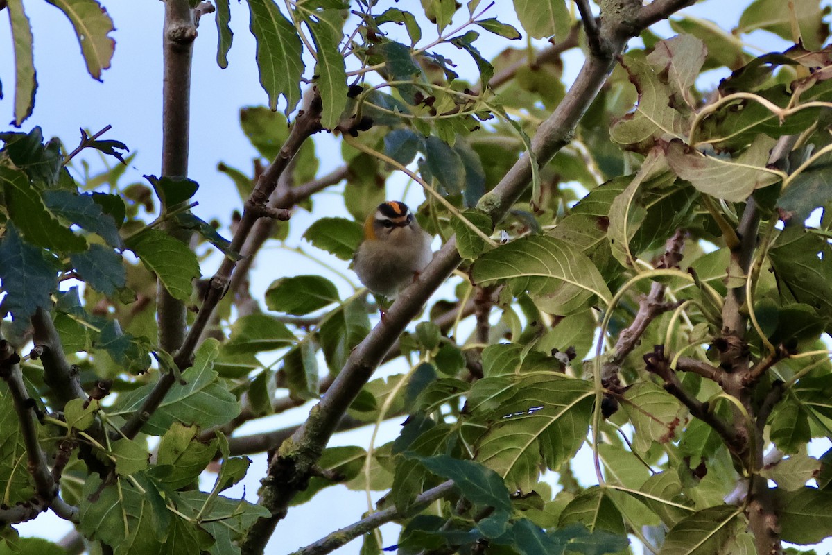 Common Firecrest - ML643942209