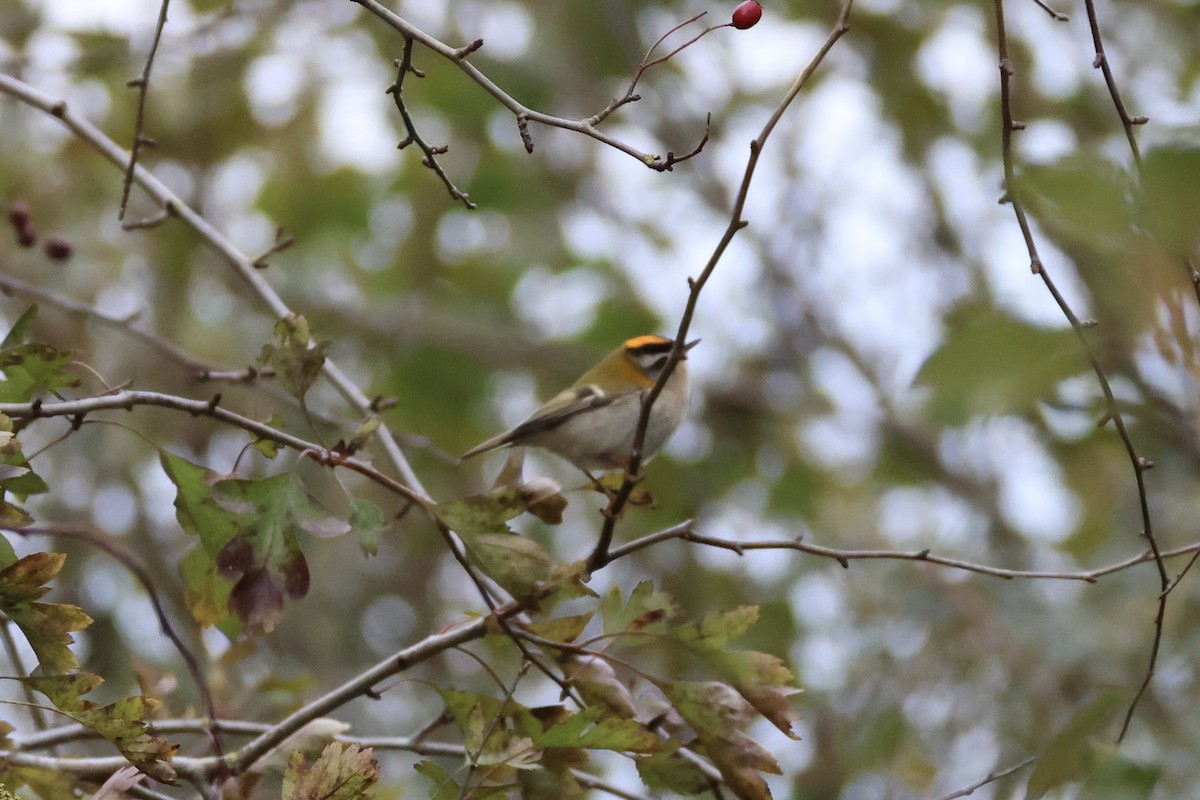 Common Firecrest - ML643942210