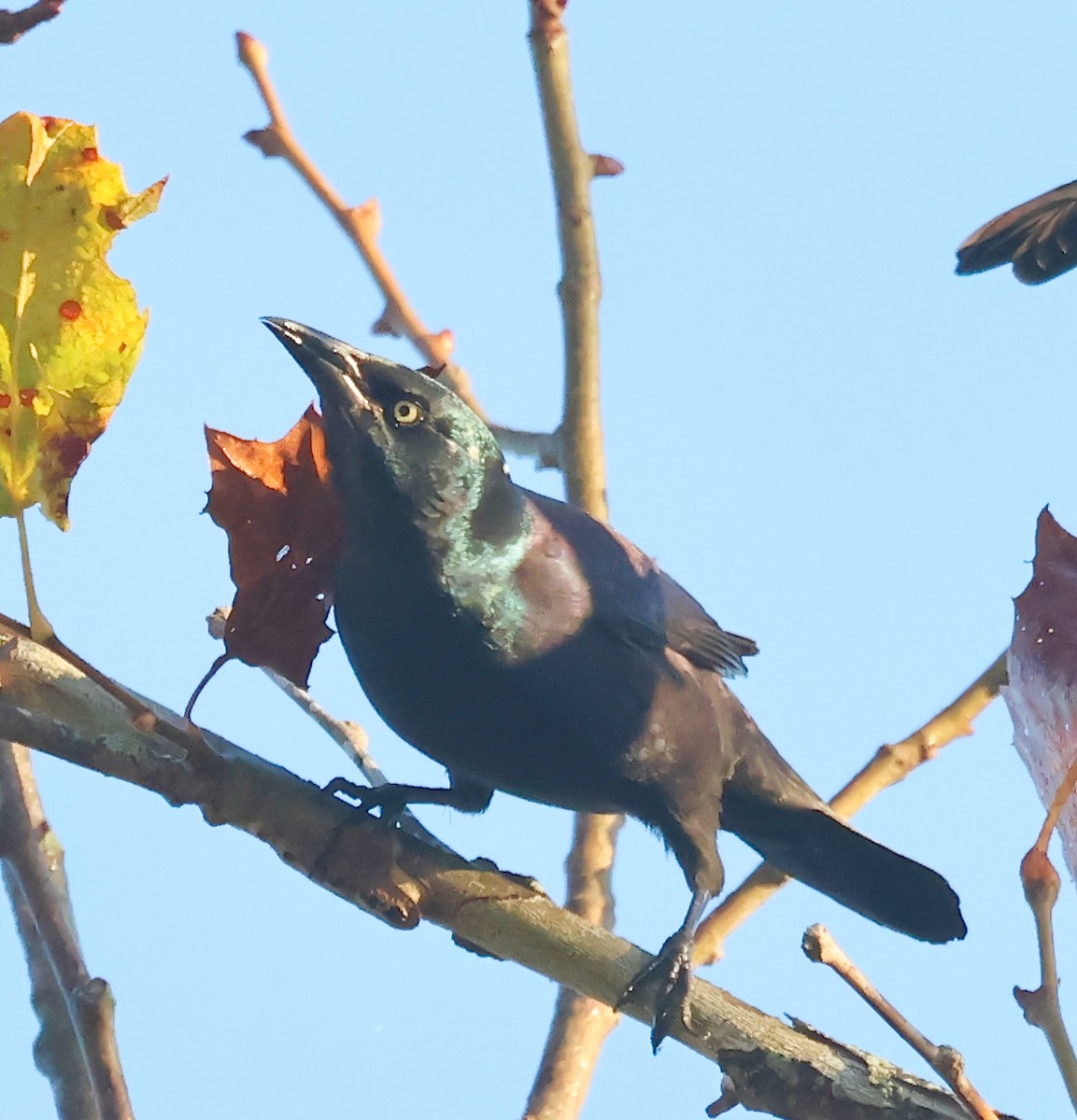 Common Grackle - ML643942229