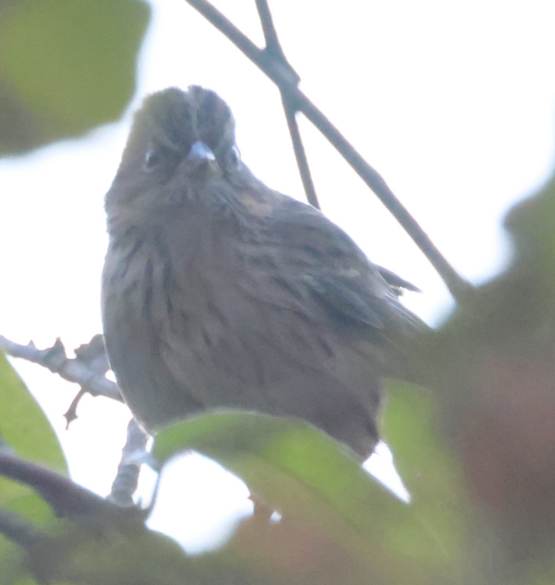 Lincoln's Sparrow - ML643942234