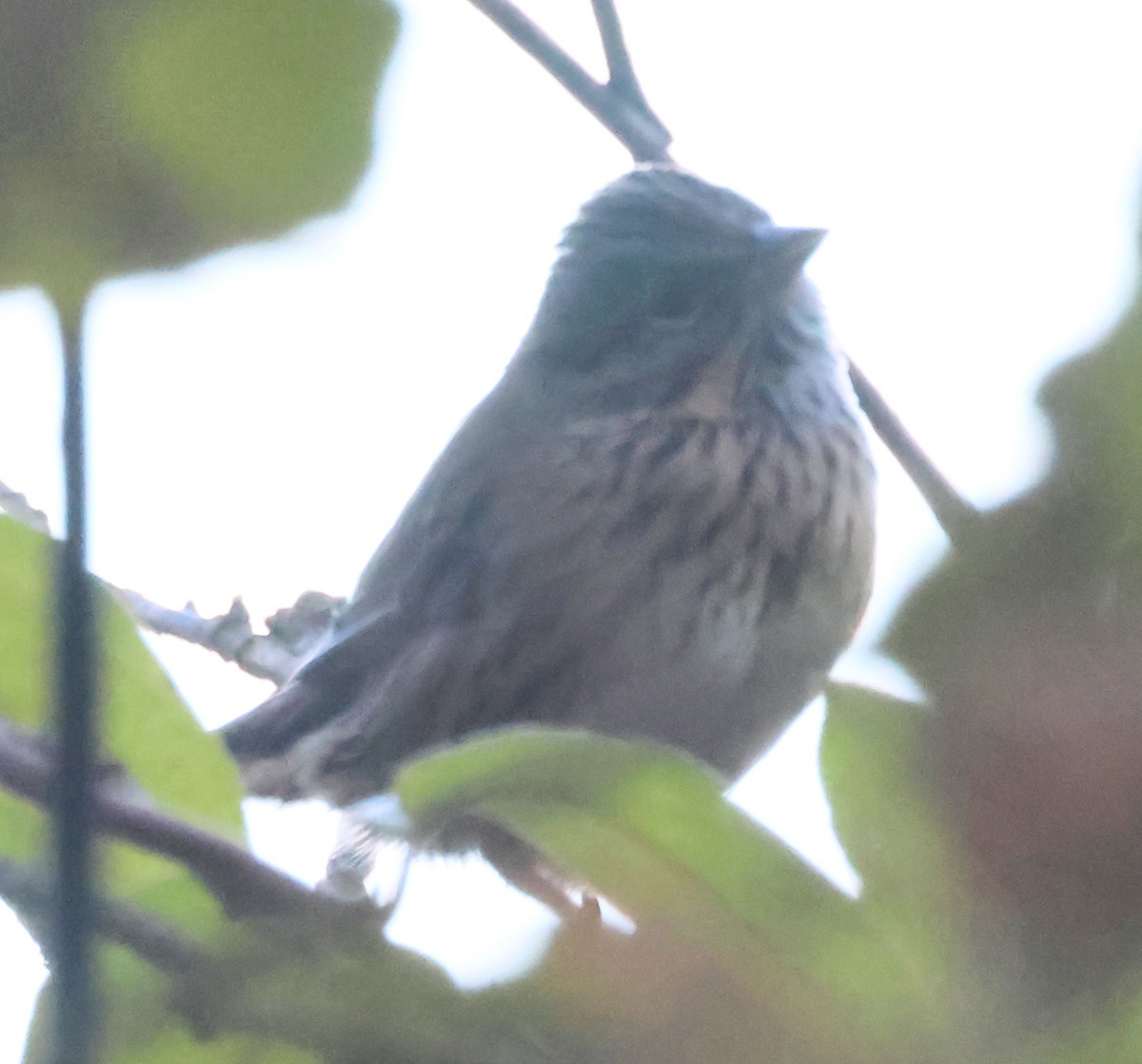 Lincoln's Sparrow - ML643942235