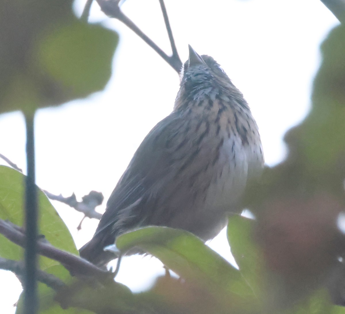 Lincoln's Sparrow - ML643942236