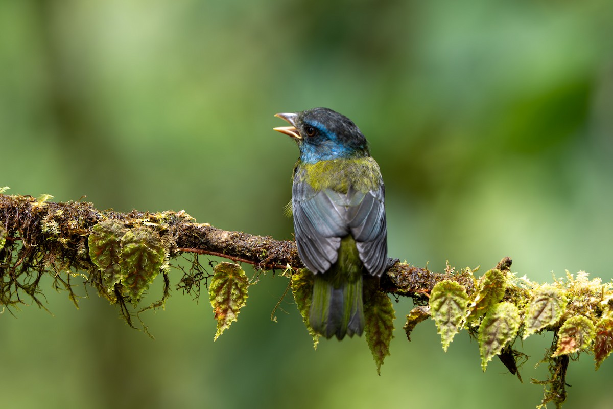 Moss-backed Tanager - ML643942249