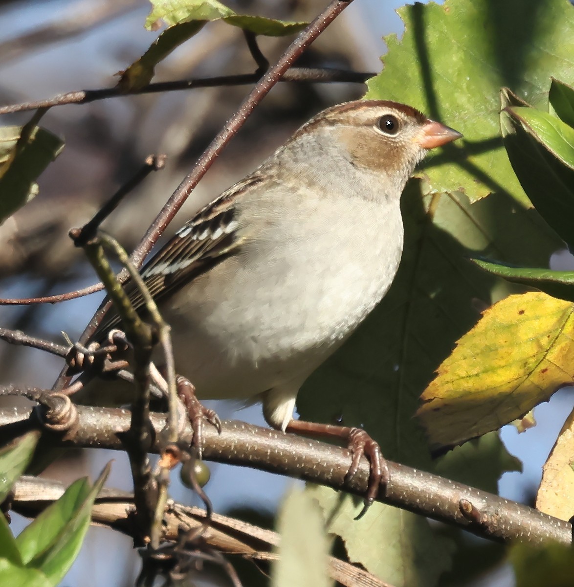 White-crowned Sparrow - ML643942253
