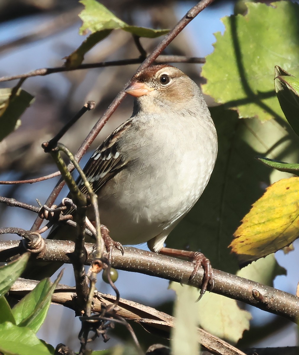 White-crowned Sparrow - ML643942254