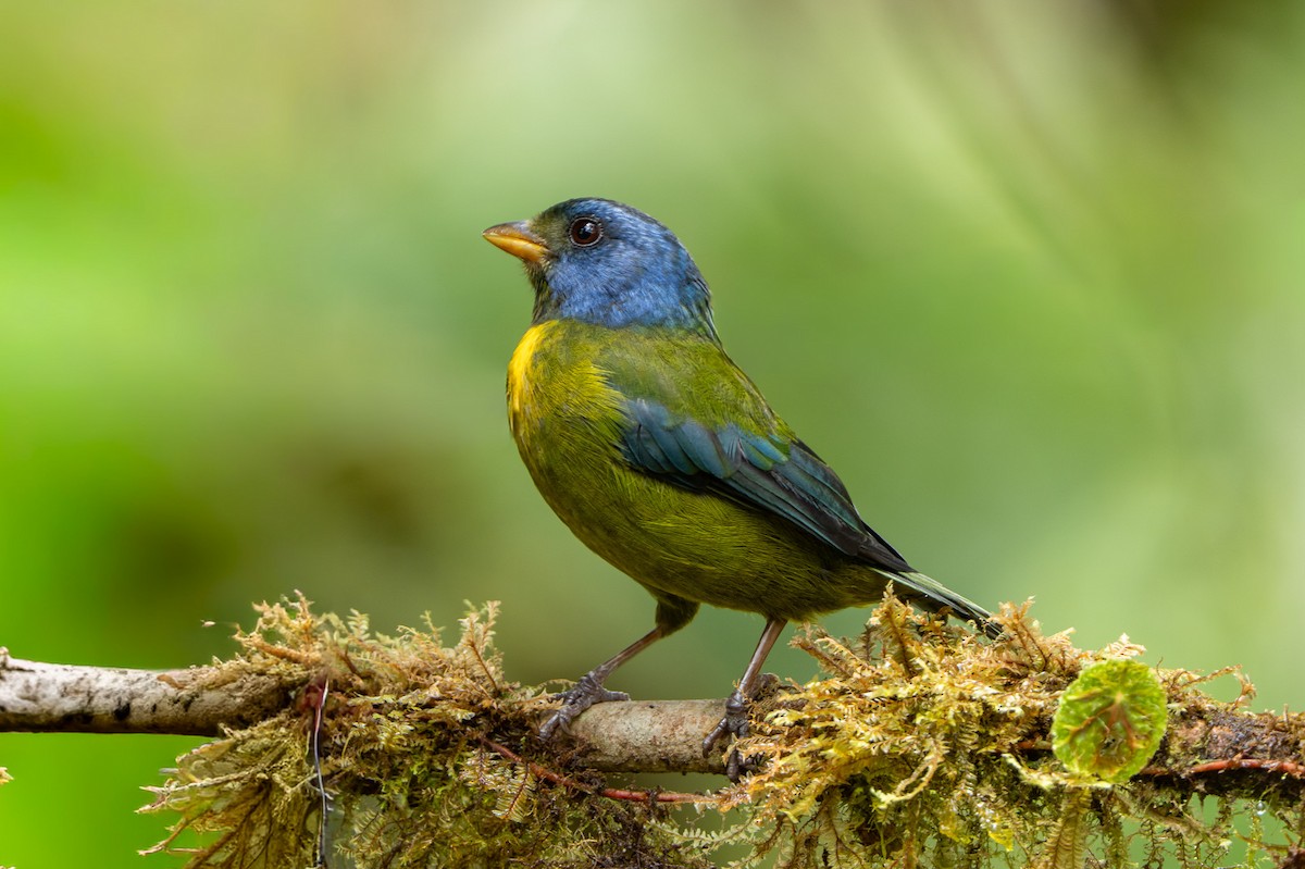 Moss-backed Tanager - ML643942257
