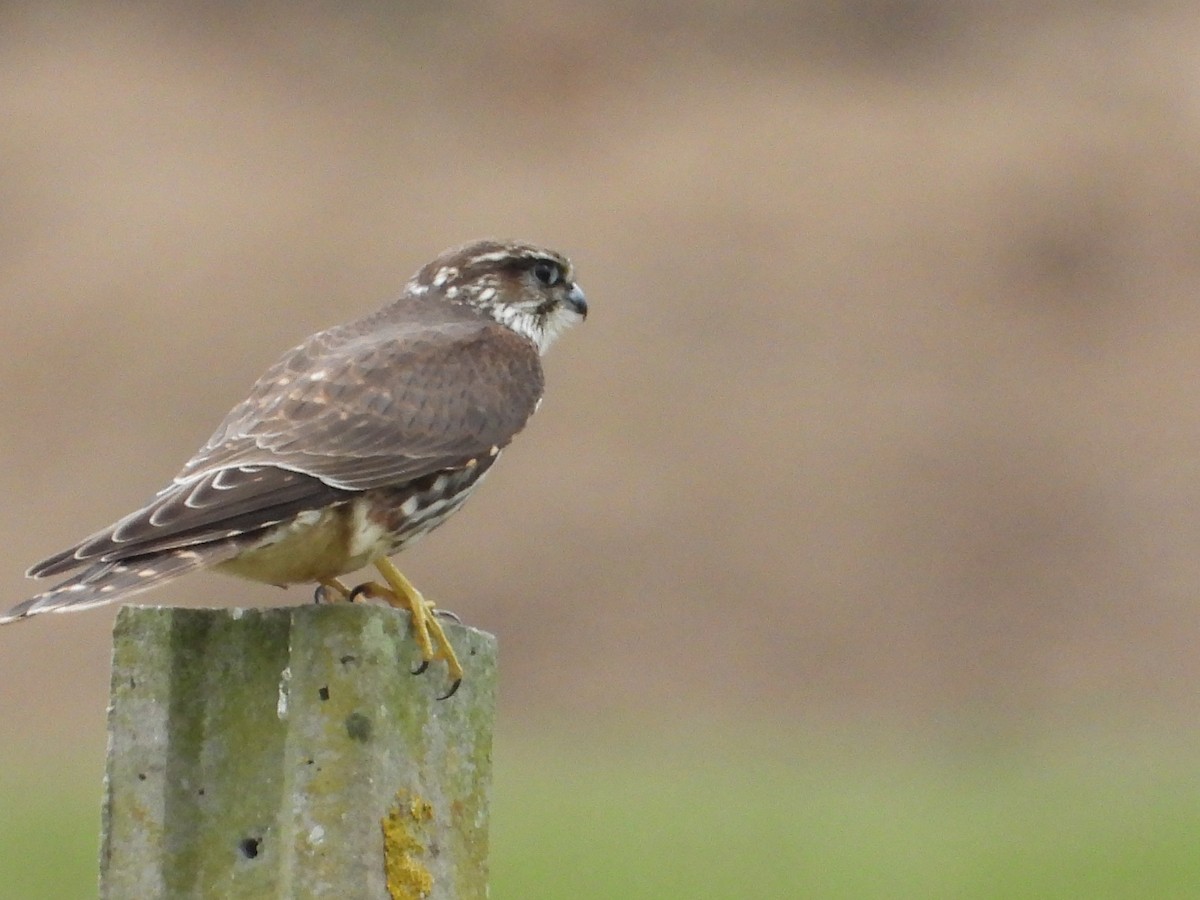 灰背隼 - ML643942262