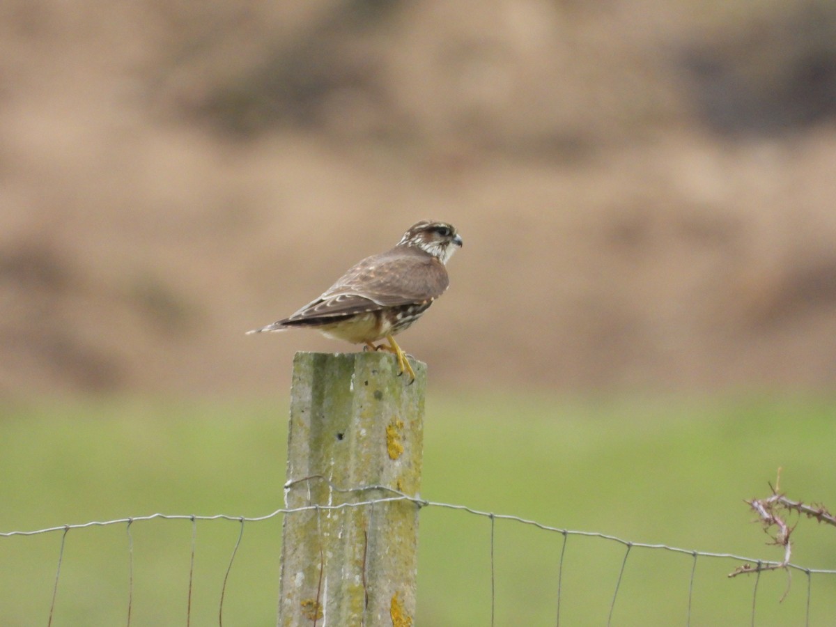 灰背隼 - ML643942263