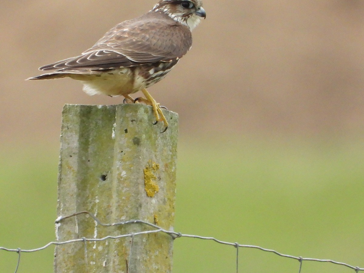 灰背隼 - ML643942264