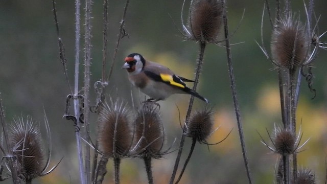 European Goldfinch - ML643942265