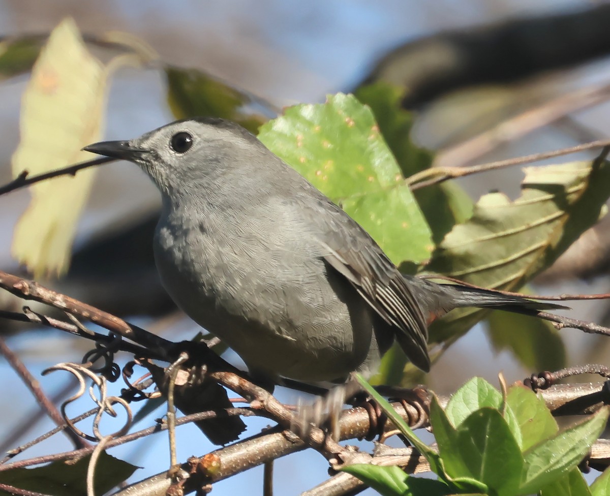 Gray Catbird - ML643942268