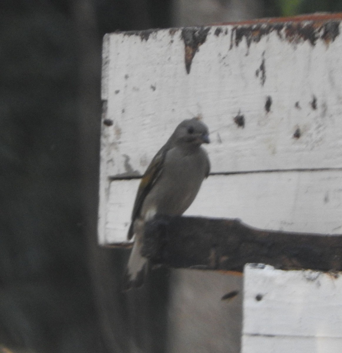 Lesser Honeyguide - ML643942271