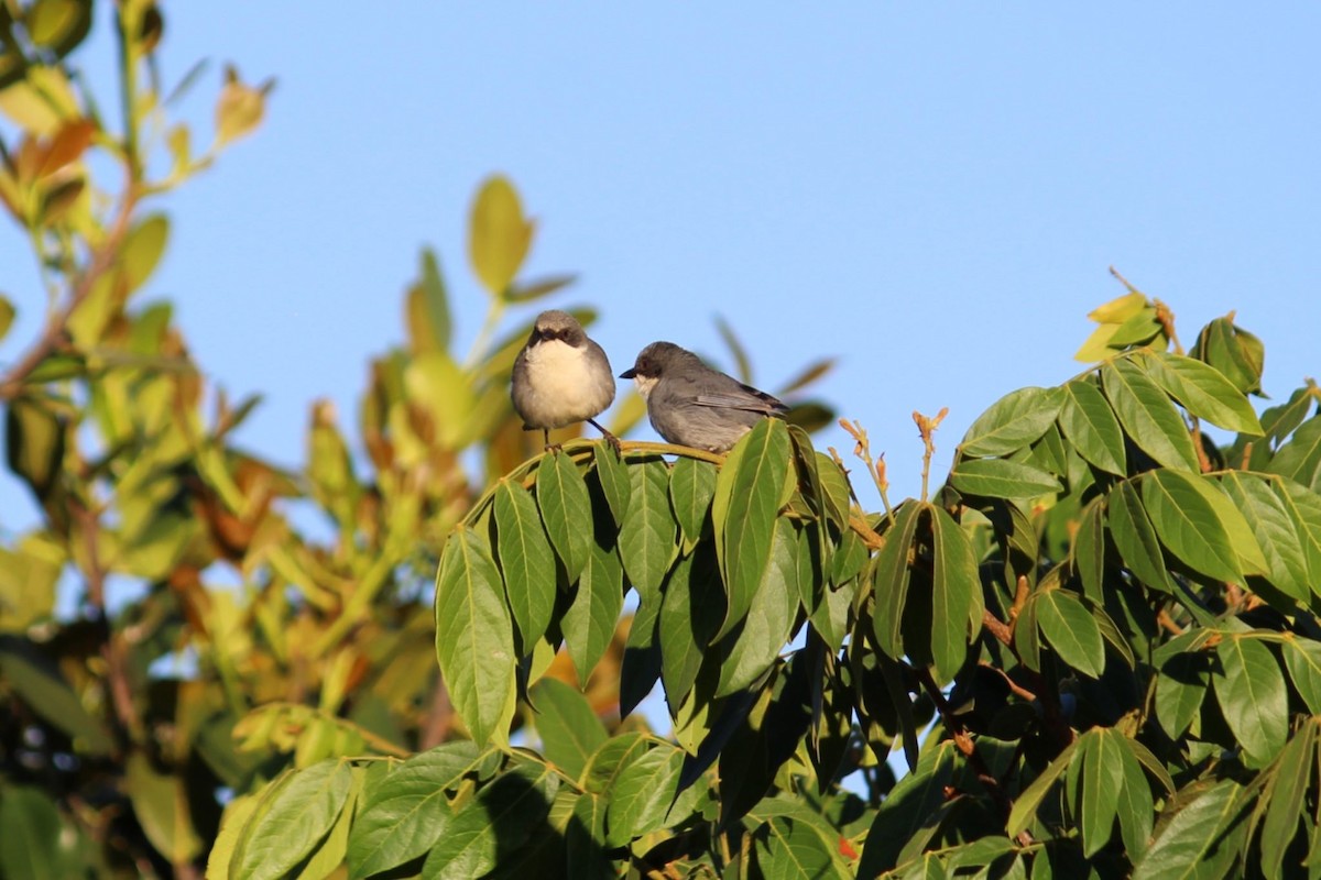 Cinereous Warbling Finch - ML643942273