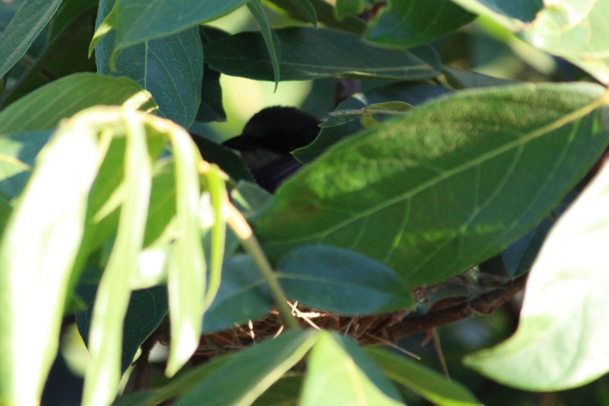 Cinereous Warbling Finch - ML643942275