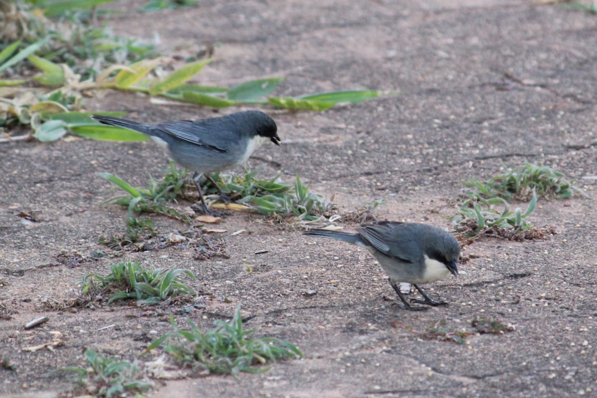 Cinereous Warbling Finch - ML643942277