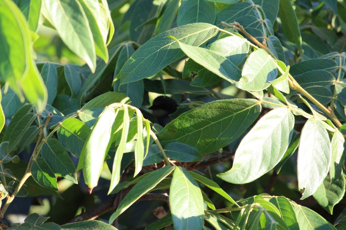 Cinereous Warbling Finch - ML643942278