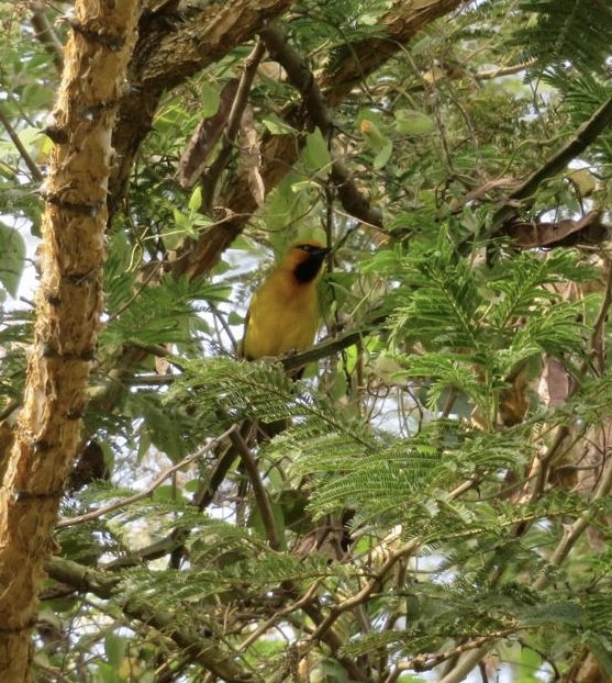 Spectacled Weaver - ML643942281