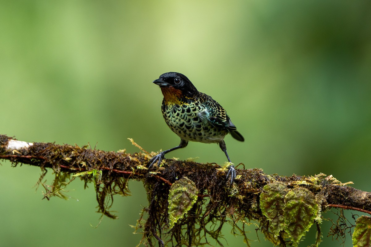 Rufous-throated Tanager - ML643942283
