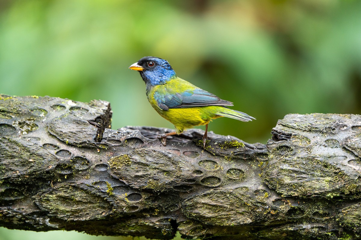 Moss-backed Tanager - ML643942291
