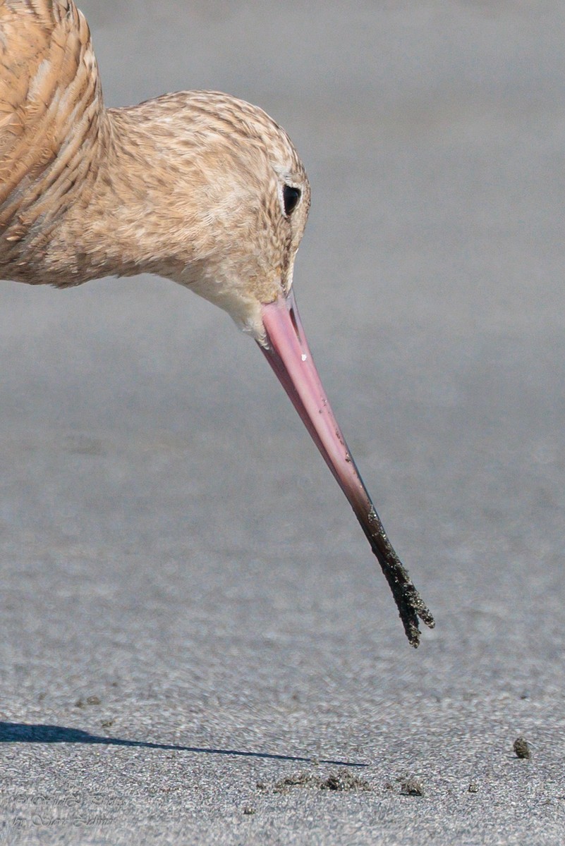 Marbled Godwit - ML643942294